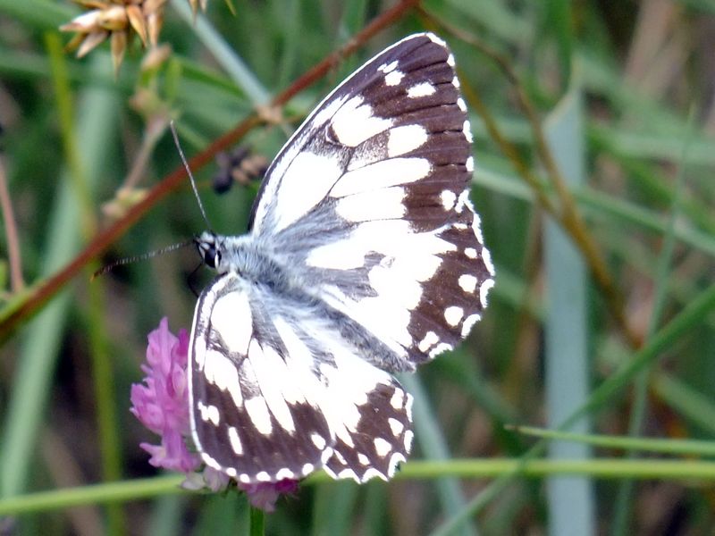 Melanargia 2